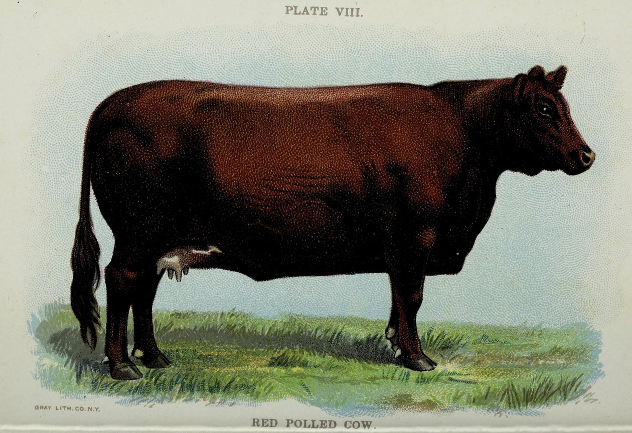 Red Polled Cow, Jacob Bigglen "Biggle Cow Bookista". tekijältä American School