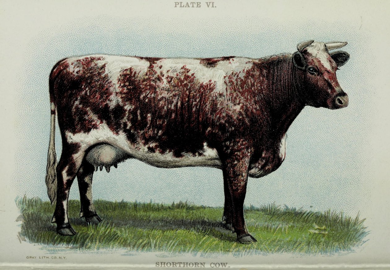 Shorthorn cow, Jacob Bigglen "Biggle Cow Book" -kirjasta, 1898 tekijältä American School