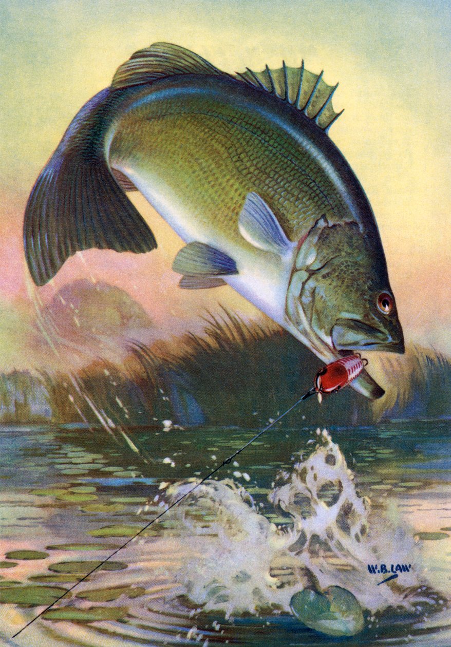 Urheilukalastus: Leaping Largemouth Bass (isokokoinen basso) tekijältä American School