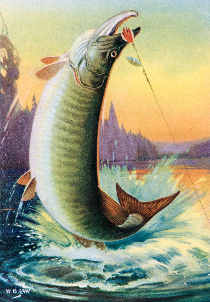 Urheilukalastus: Muskie tekijältä American School