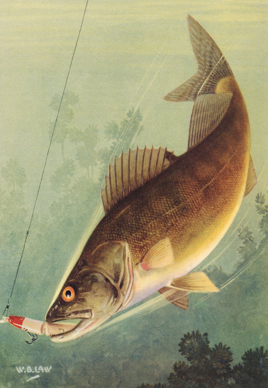 Urheilukalastus: Walleye Striking a Lure tekijältä American School