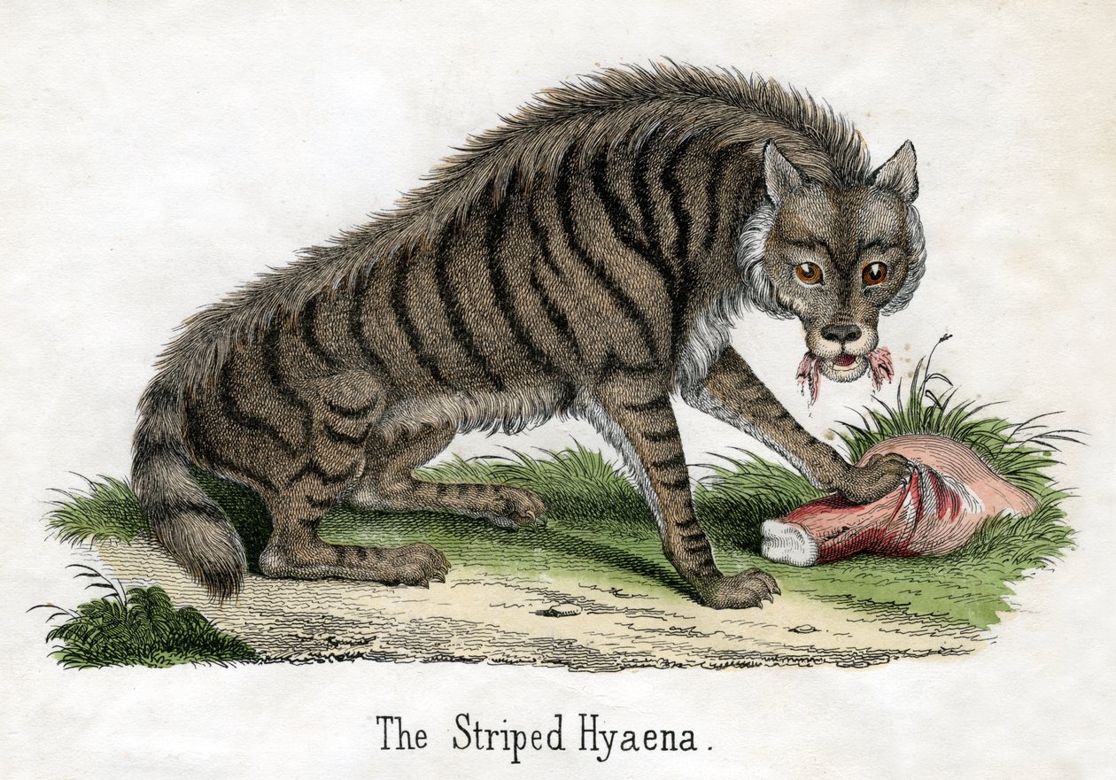 Raidallinen hyena, The Natural History of Animals tekijältä American School