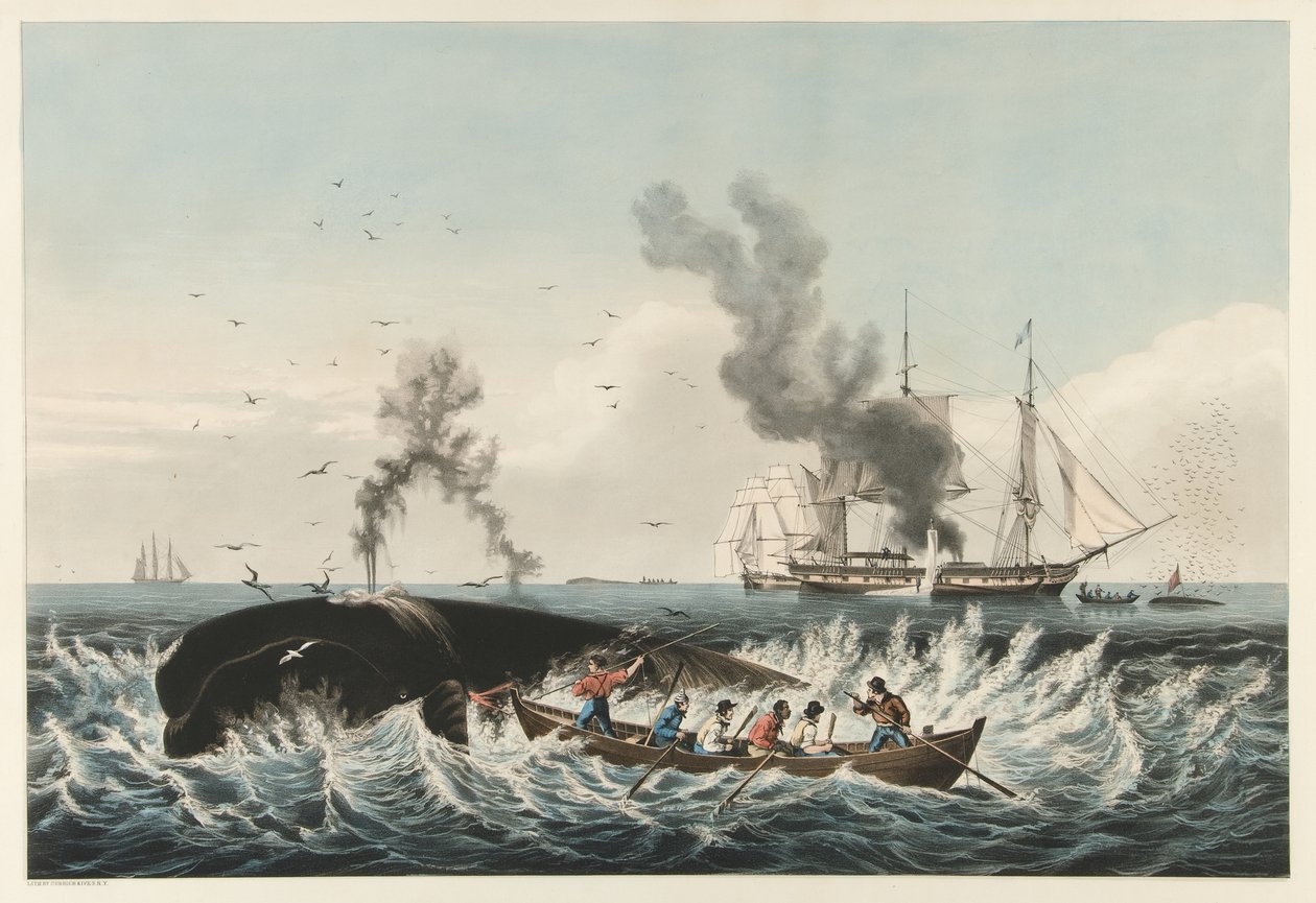 The Whale Fishery - "Oikean" valaan hyökkäys ja "Cutting In", pubi. 1860 (väri litho) tekijältä American School