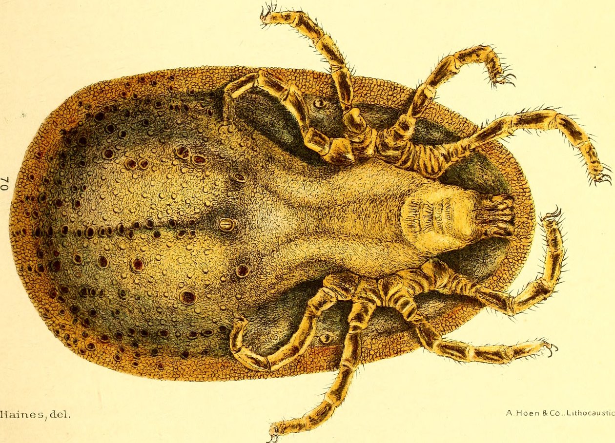 Ventraalinen näkymä Argus Miniatuksesta, kuva D. E. Salmonin ja Charles Wardellin teoksesta "Nautapuutit (Ixodoidea) of the United States" tekijältä American School