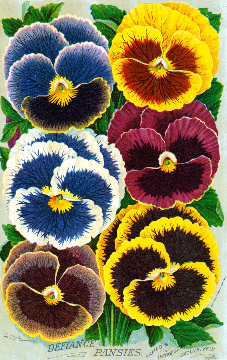 Viktoriaaninen Pansy Blossoms tekijältä American School