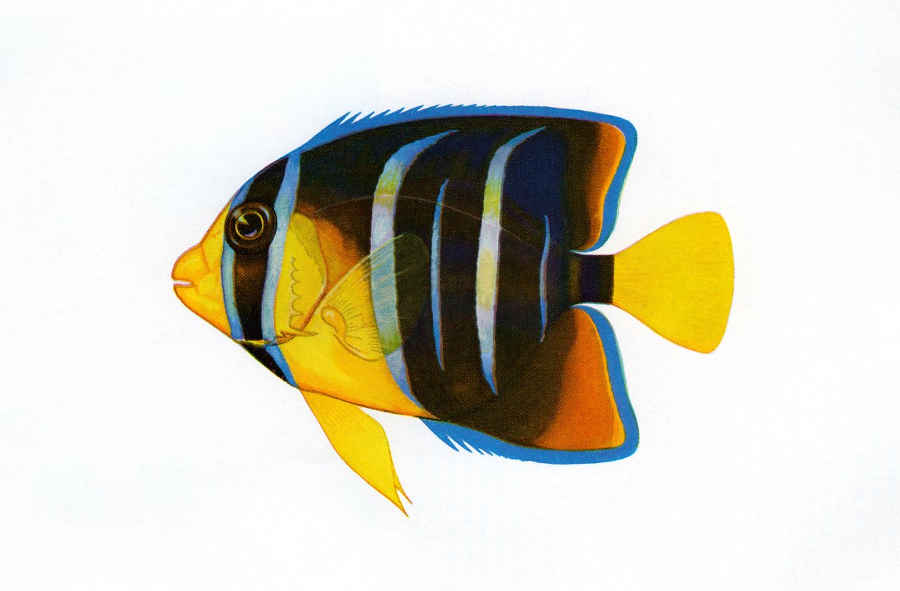 Vintage tulostaa kuningatar Angelfish tekijältä American School