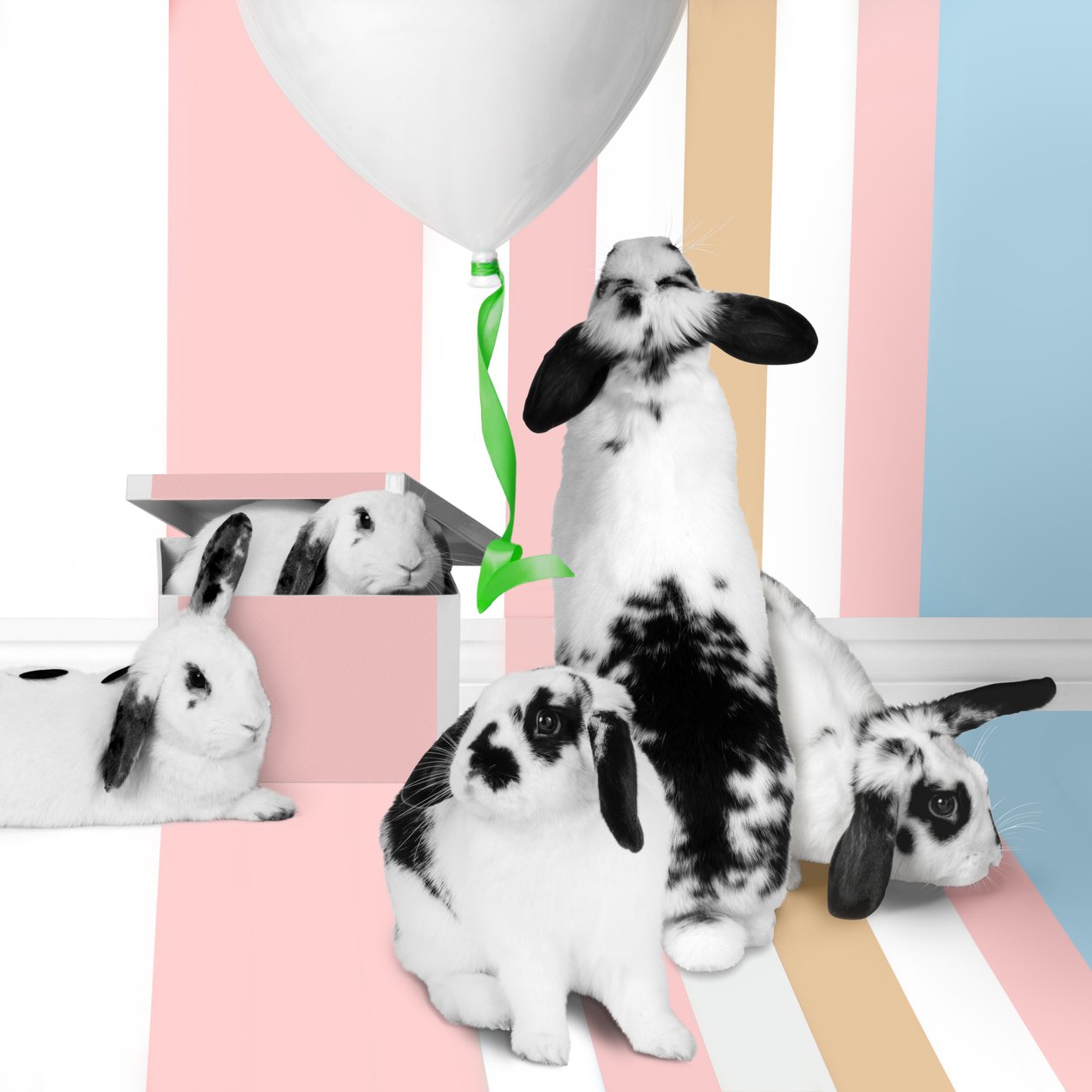 Puput 01, 2018 (valokuvaus) tekijältä Ana Carolina Tavares Mizrahi