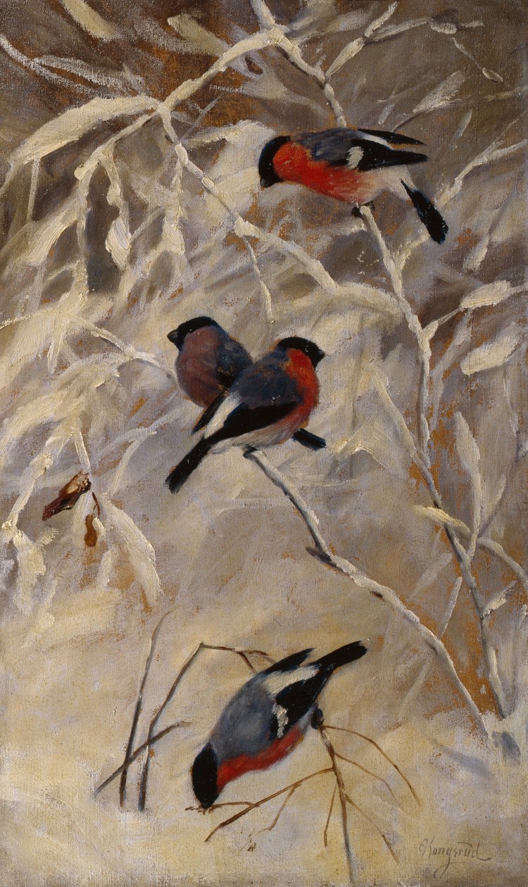 Bullfinches tekijältä Anders Kongsrud