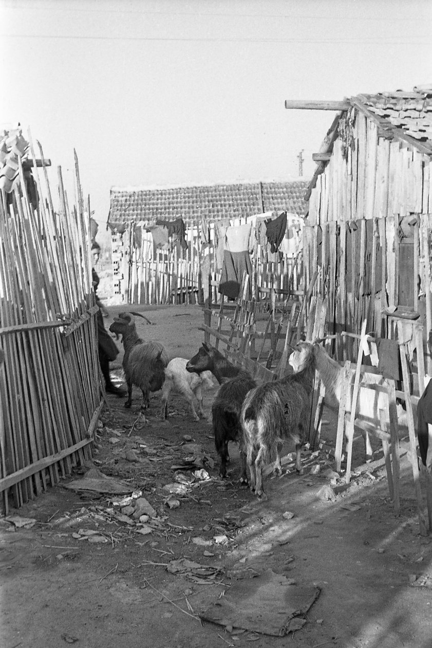 CROTONE - VUOHET MATALIEN KESKELLÄ tekijältä Ando Gilardi