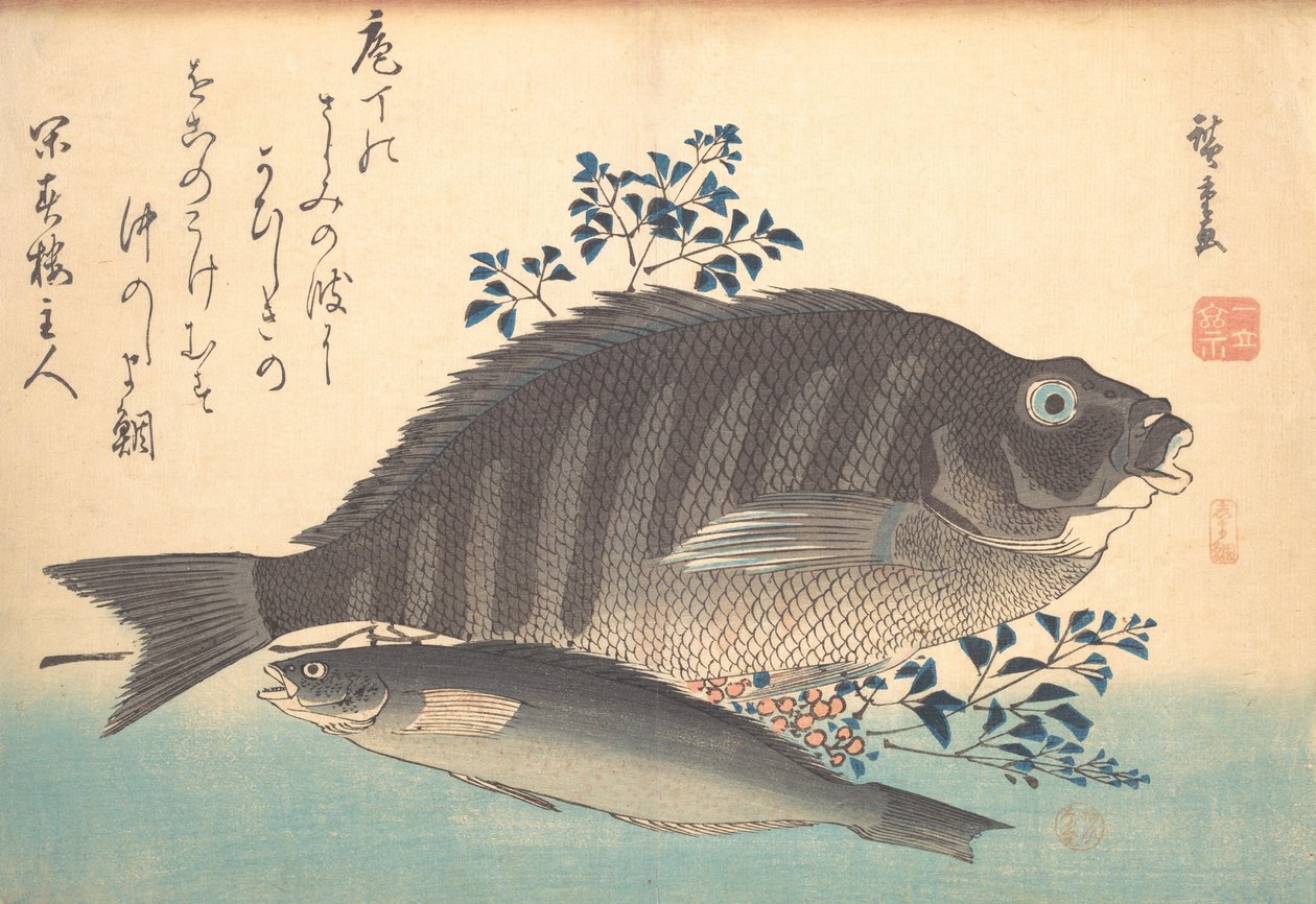 Shimadai ja Ainame Fish, sarjasta Uozukushi Every Variety of Fish, 1840s., 1840s. tekijältä Ando Hiroshige