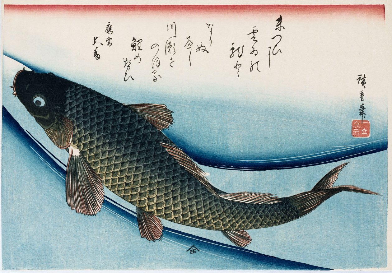 "Karppi", sarjasta "Collection of Fish" tekijältä Ando or Utagawa Hiroshige