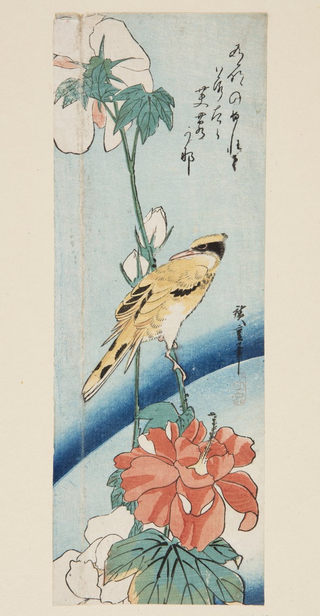 Hibiscus ja Black-naped Oriole (värillinen puupainatus) tekijältä Ando or Utagawa Hiroshige