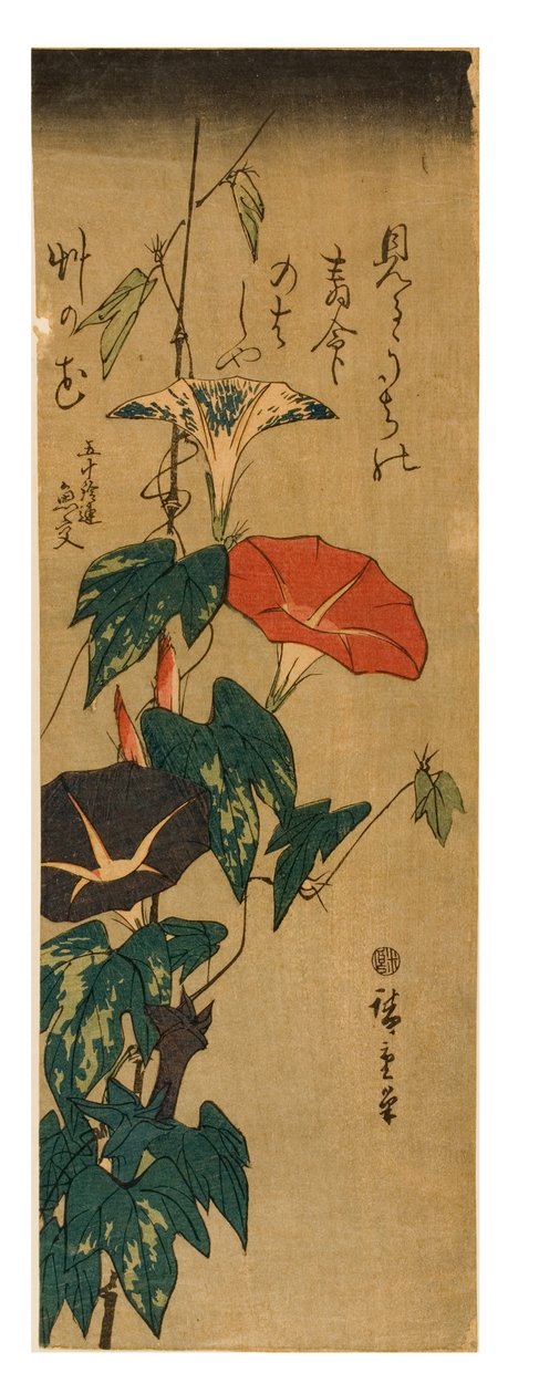 Morning Glories, n. 1843–1847 (puupainatus paperille) tekijältä Ando or Utagawa Hiroshige