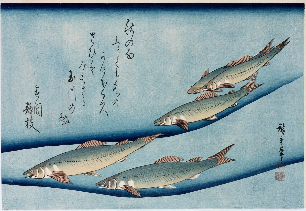 Jokitaimen, sarjasta "Collection of Fish" tekijältä Ando or Utagawa Hiroshige