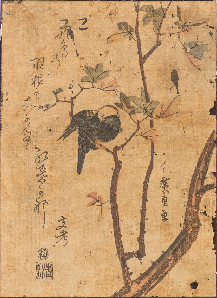 Tutkimus linnusta, joka nukkuu oksalla tekijältä Ando or Utagawa Hiroshige