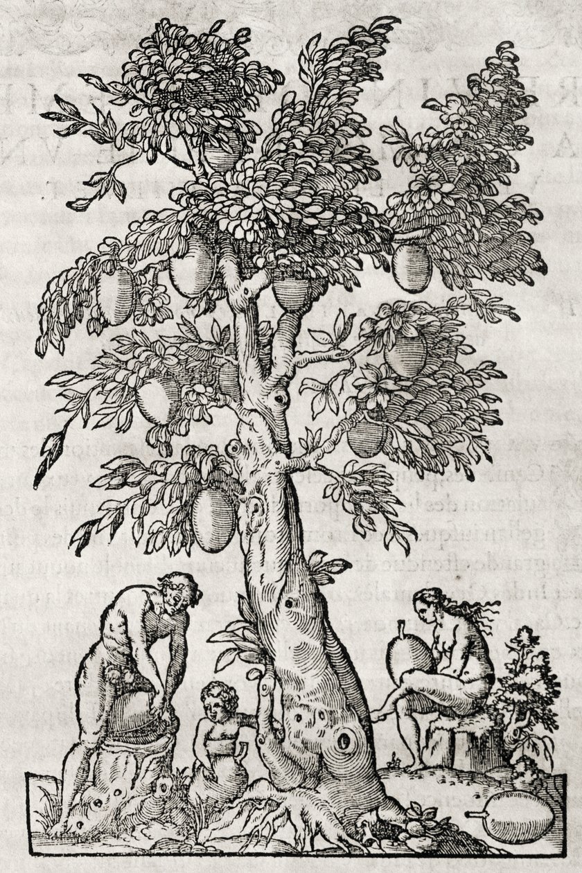 Leipäpuu, kaiverrus Andre Thevet (1504-1592), Pariisi, Ranska tekijältä Andre Thevet
