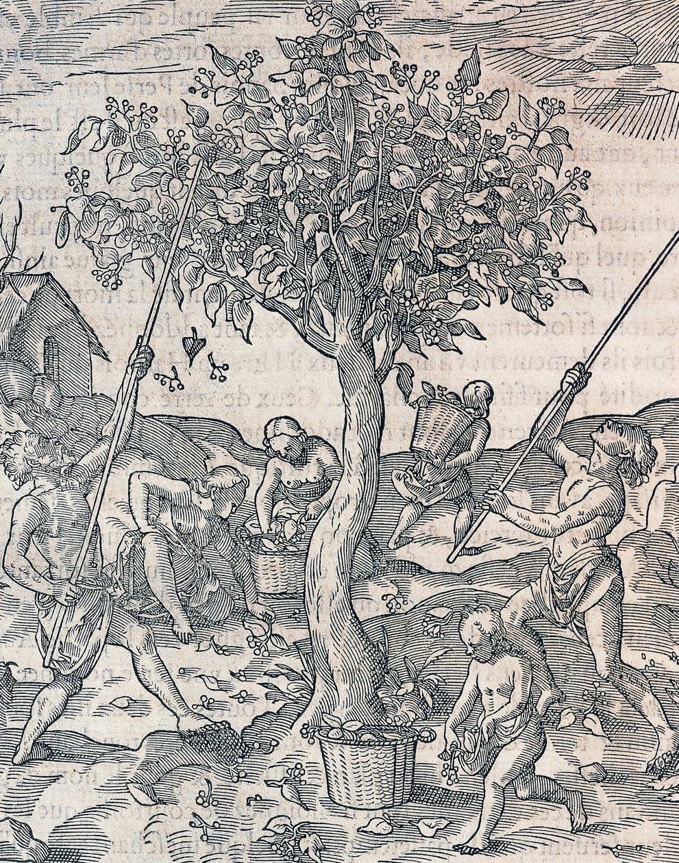 Pippurin sadonkorjuu Jaavan saarella, kaiverrus Universal Cosmologysta, Andre Thevet (1504-1592), Pariisi tekijältä Andre Thevet