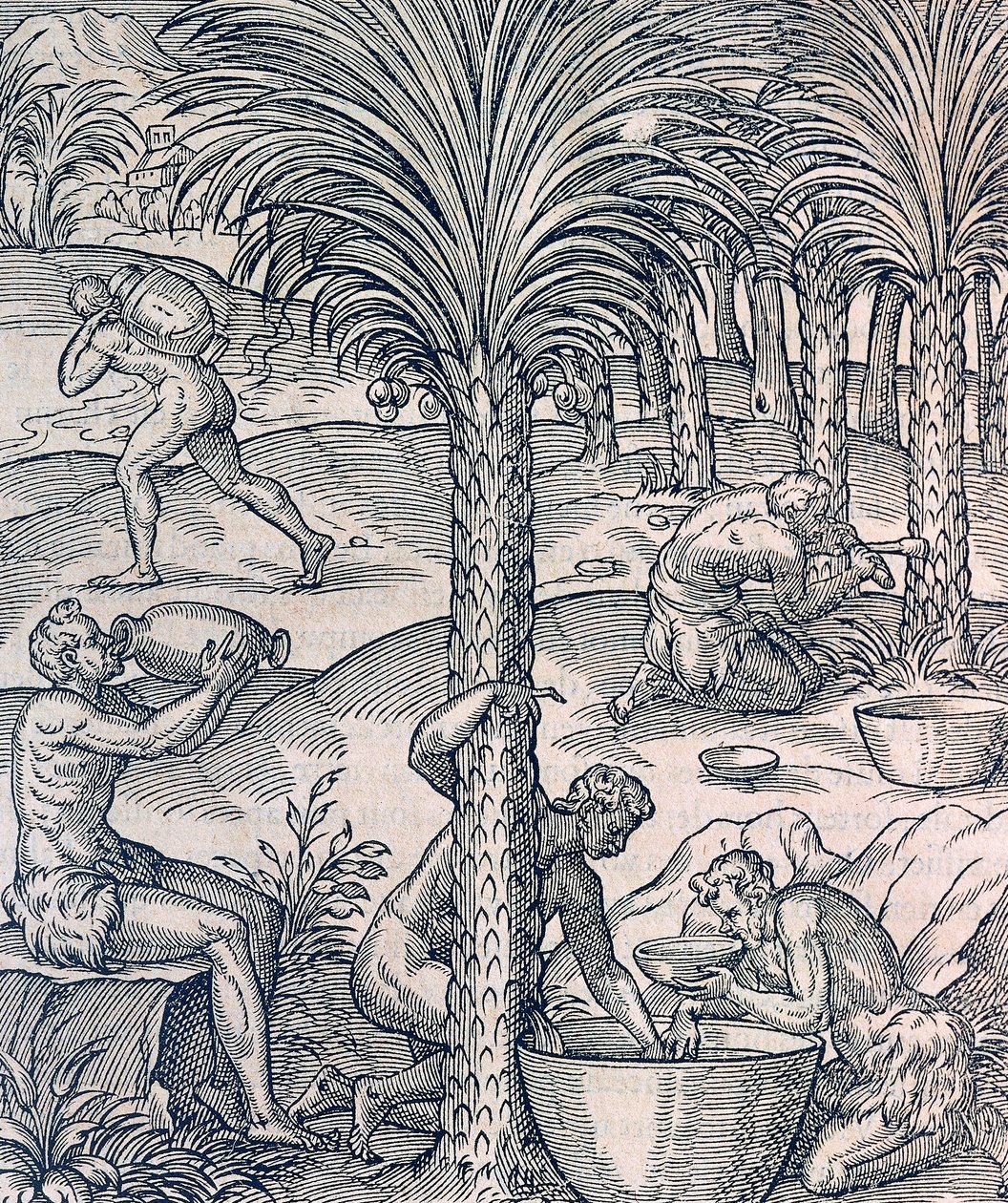 Kap Verden asukkaat valmistavat juomia palmuista, kaiverrus Universal Cosmologysta, Andre Thevet (1504-1592), Pariisi tekijältä Andre Thevet