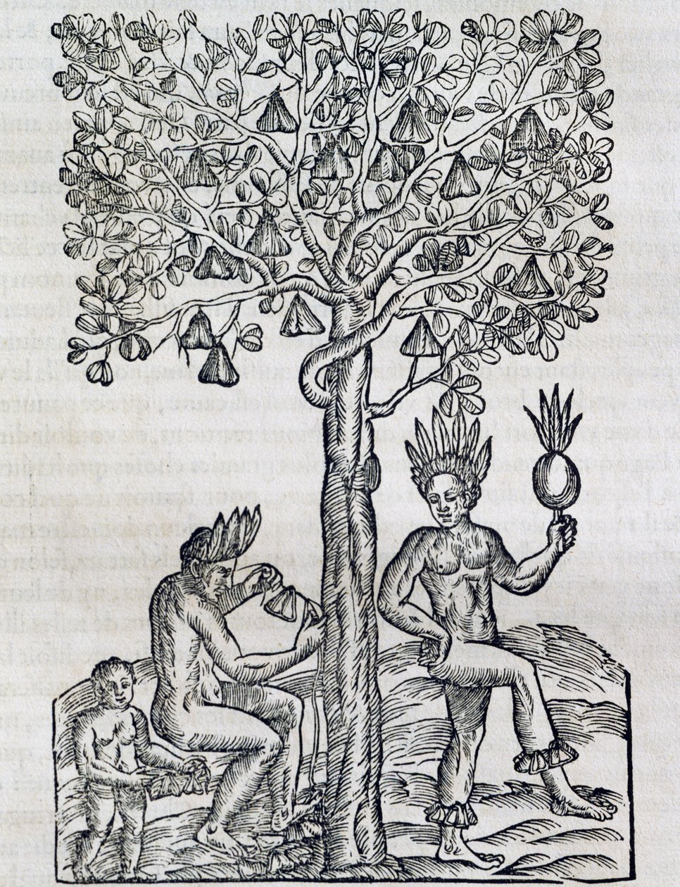 Nana-hedelmä, trooppinen lääkekasvi, kaiverrus Universal Cosmologysta, Andre Thevet (1504-1592), Pariisi tekijältä Andre Thevet