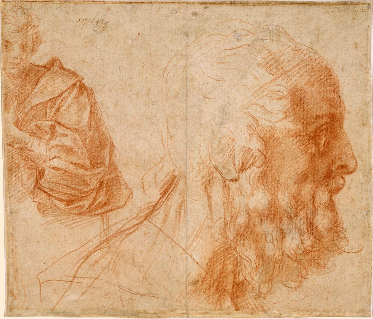 ""Nuori mies ja vanhan miehen pää, luultavasti Homer"" (Nuori ja vanhan miehen pää (Homer?)) Andrea del Sarton (1486-1531) punainen liitupiirros Mitat 23,9x27,7 cm Tutkimus Sanguine paperilla noin 1521 Staatliche Museen, Berliini tekijältä Andrea del Sarto