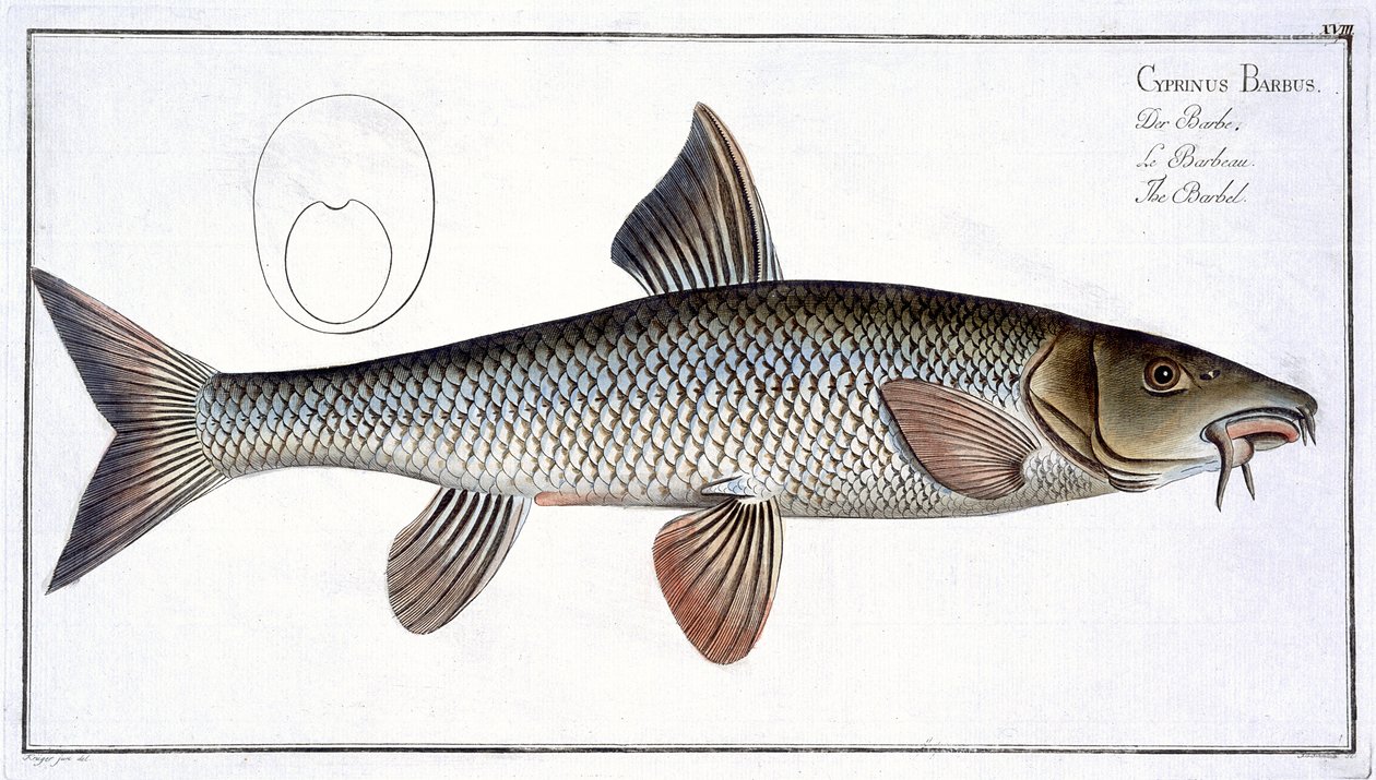Barbel (Cyprinus Barbus), kilpi XVIII teoksesta "Ichthyologie, ou histoire naturelle generale et particulare des poissons", kirjoittanut Marcus Elieser Bloch (1723-99), kaiverruttanut Gabriel Bodenehr (1673-1766), julkaisu: "Hiekkakalojen yleiskuvaus ja er tekijältä Andreas Ludwig Kruger