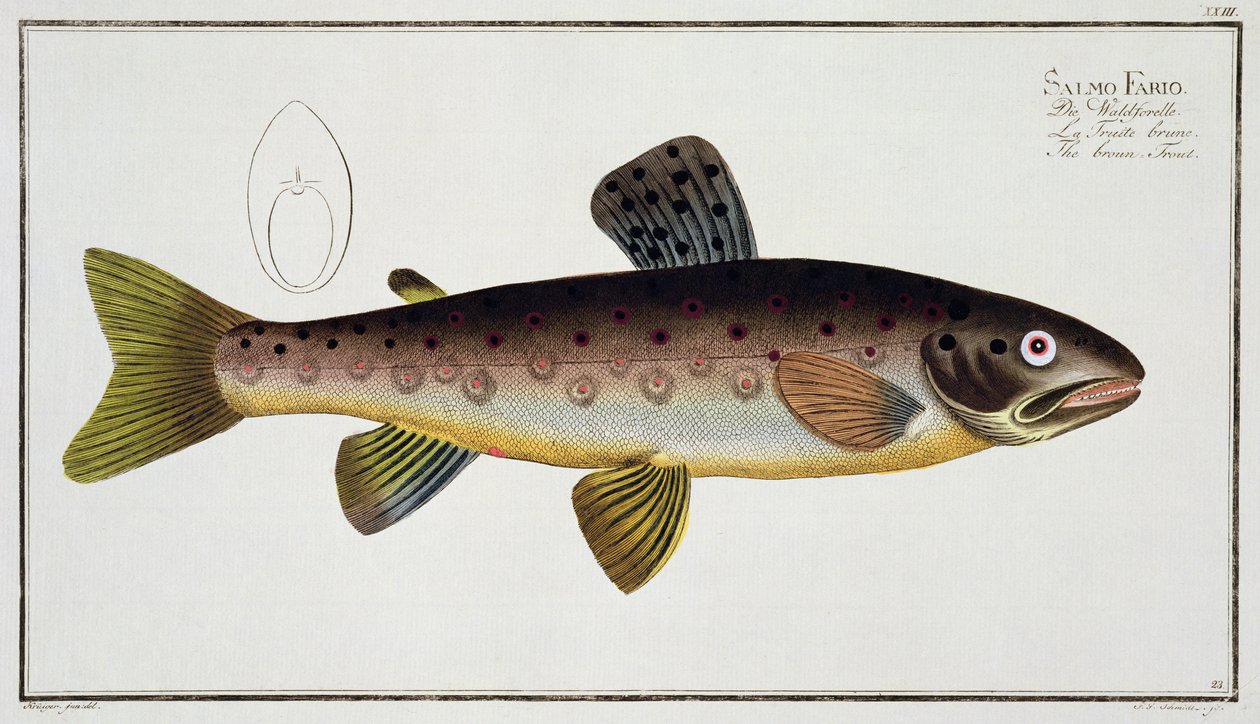 Taimen (Salmo Iasustris) levy XXIII teoksesta "Ichthyologie, ou histoire naturelle generale et specifice des poisson", kirjoittanut Marcus Elieser Bloch (1723-99), kaivertanut Gabriel Bodenehr (1673-1766), tekijältä Andreas Ludwig Kruger