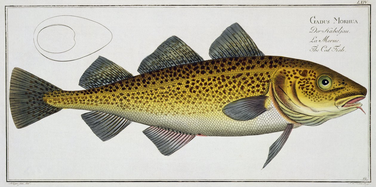Marcus Elieser Blochin (1723-1799) turskan (Gadus Morhua) levy LXIV julkaisusta "Ichthyology tai kalojen yleinen ja erityinen luonnonhistoria", julkaistu noin 1785-1799 tekijältä Andreas Ludwig Kruger