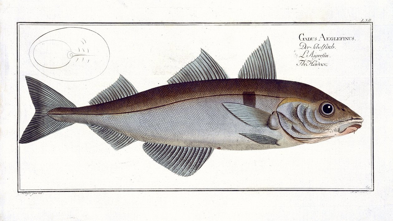 Kolja (Gadus Aeglefinus) levy LXII julkaisusta "Ichthyologie, ou histoire naturelle generale et specifice des poisson", Marcus Elieser Bloch (1723-99), julkaistu noin 1785-1799 tekijältä Andreas Ludwig Kruger