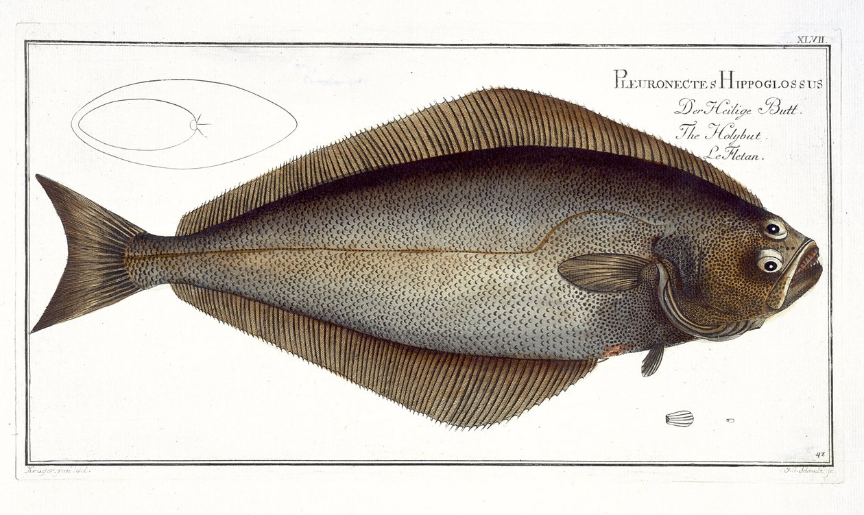Pallaksen (Pleuronectes Hippoglossus) levy XLVII julkaisusta "Ichthyologie, ou histoire naturelle generale et specifice des poisson", kirjoittanut Marcus Elieser Bloch (1723-99), kaivertanut F.G. Schmidt, julkaistu tekijältä Andreas Ludwig Kruger