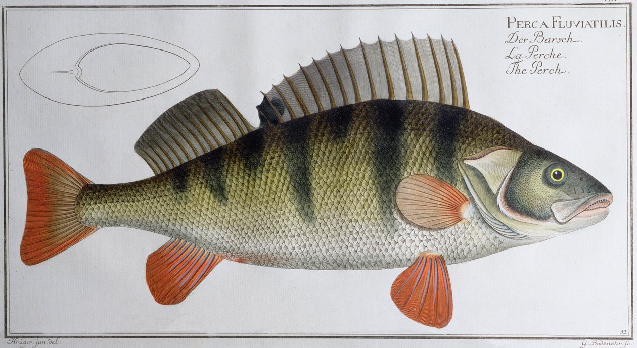 Ahven: julkaissut Black, n.1790 (painettu) tekijältä Andreas Ludwig Kruger