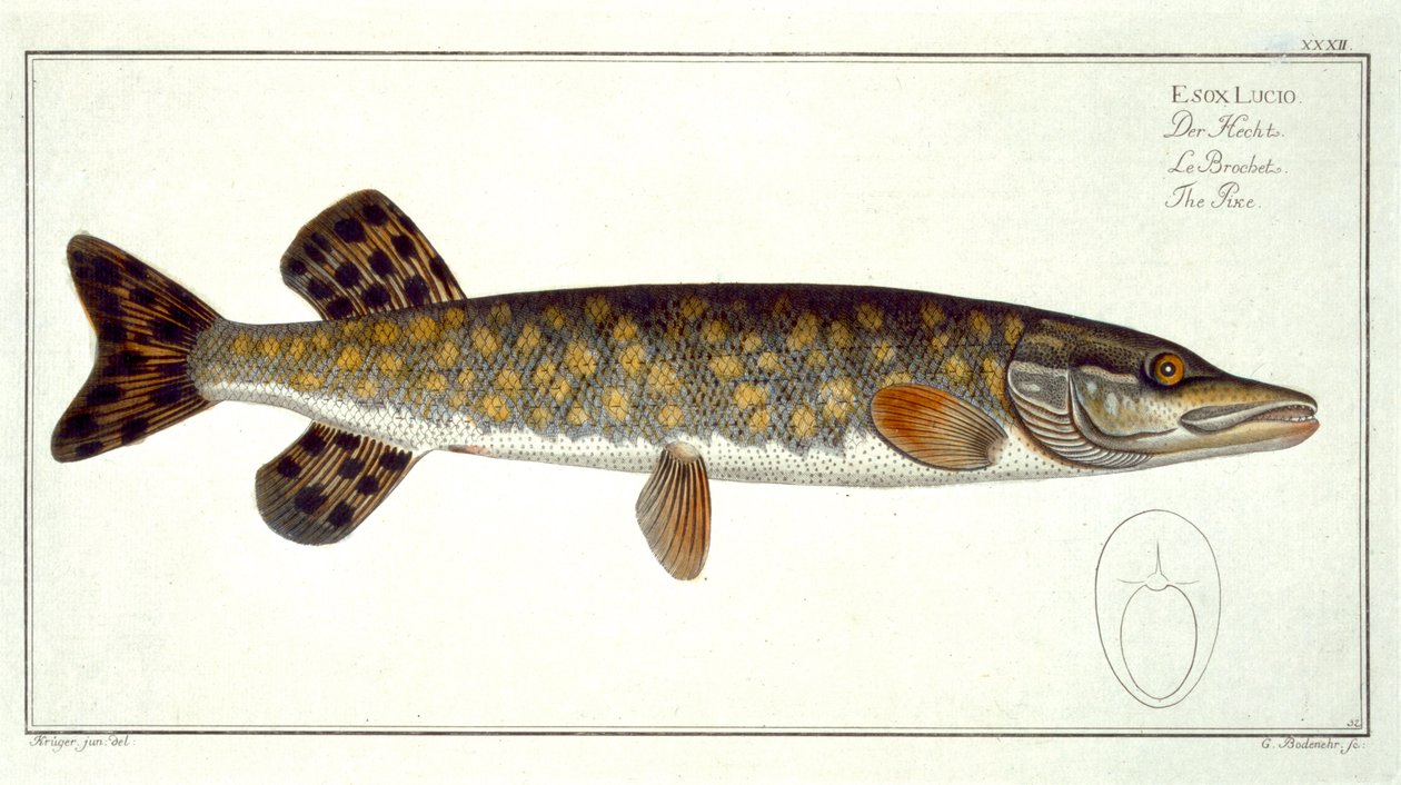 Hauen (Esox Lucio) levy XXXII teoksesta Ichthyologie, ou histoire naturelle generale etspecial des poisson, Marcus Elieser Bloch (1723-99), kaiverrus Gabriel Bodenehr (1673-1766), julkaistu c. tekijältä Andreas Ludwig Kruger