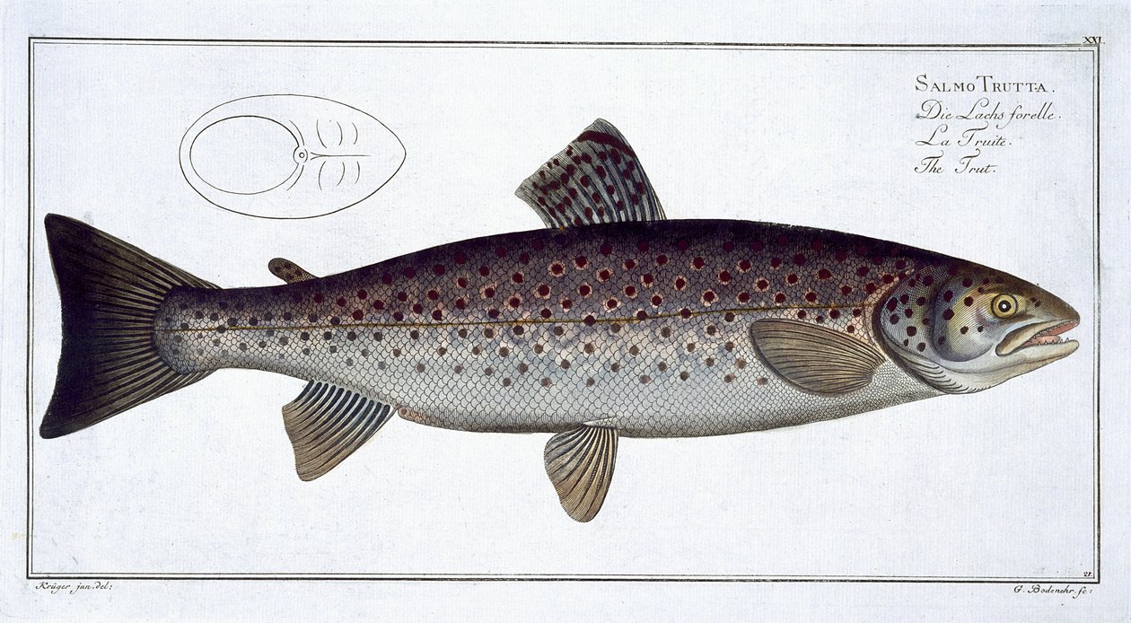 Meritaimen (Salmo Trutta) levy XXI teoksesta "Ichthyologie, ou histoire naturelle generale et specifice des poisson", kirjoittanut Marcus Elieser Bloch (1723-99), kaivertanut Gabriel Bodenehr (1673-1766), julkaise tekijältä Andreas Ludwig Kruger