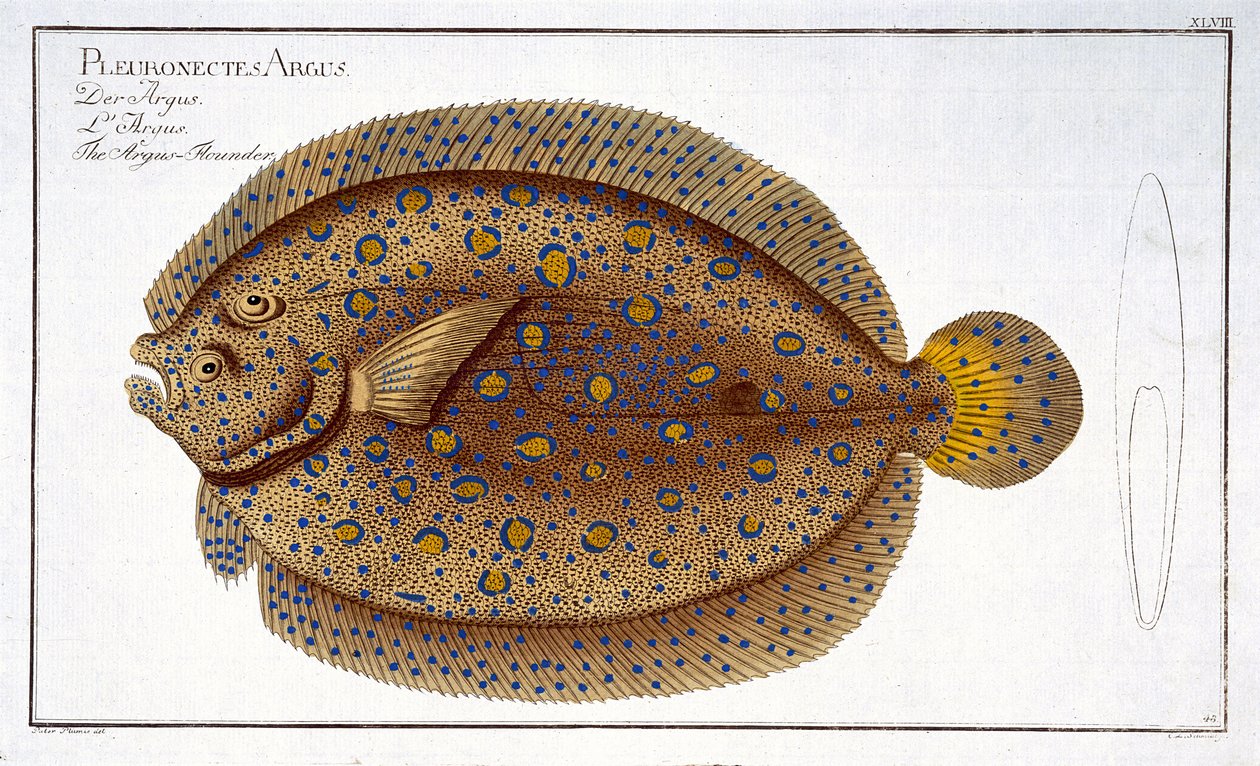 Arguskampela (Pleuronectes Argus) -levy XLVIII julkaisusta "Ichthyologie, ou histoire naturelle generale et specifice des poisson", Marcus Elieser Bloch (1723-99), kaiverrus Gabriel Bodenehr (1) tekijältä Andreas Ludwig Kruger