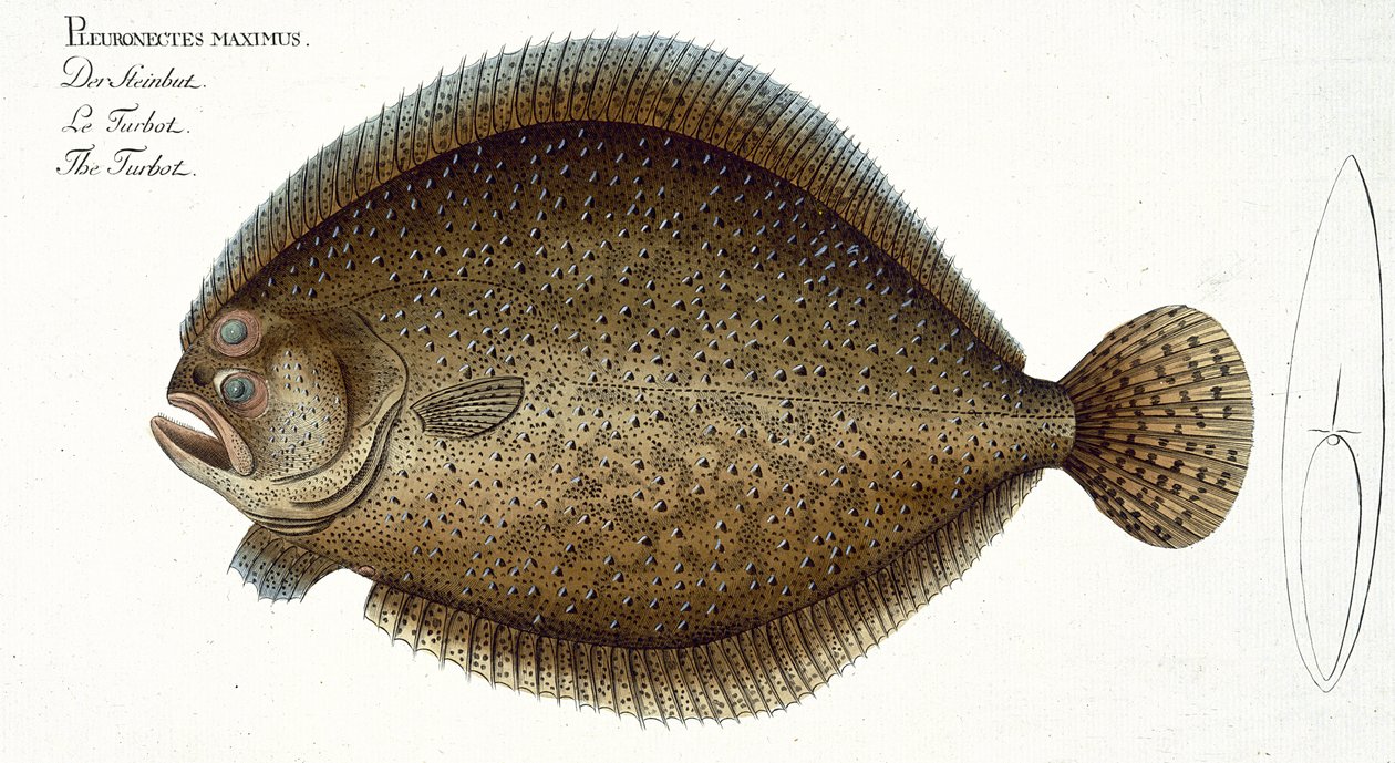 Piikkikampelan (Pleuronectes Maximus) levy XLIX teoksesta "Ichthyology tai kalojen yleinen ja erityinen luonnonhistoria", Marcus Elieser Bloch (1723-99), julkaistu n. 1785-1799 tekijältä Andreas Ludwig Kruger