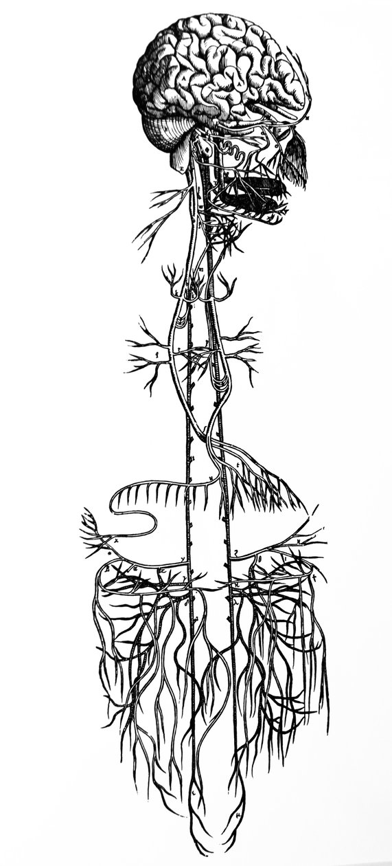 Lautaset De Humani Corporis Fabrican neljännestä kirjasta tekijältä Andreas Vesalius