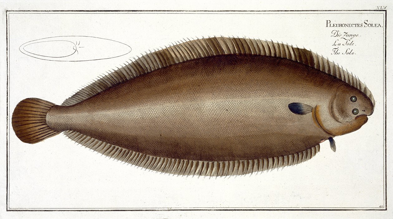 Dover Sole (Solea Solaea) -levy XLV julkaisusta "Ichthyologie, ou histoire naturelle generale et specifice des poisson", Marcus Elieser Bloch (1723-99), kaiverrus Gabriel Bodenehr (1673-1766), publis tekijältä Andreas Ludwig Kruger
