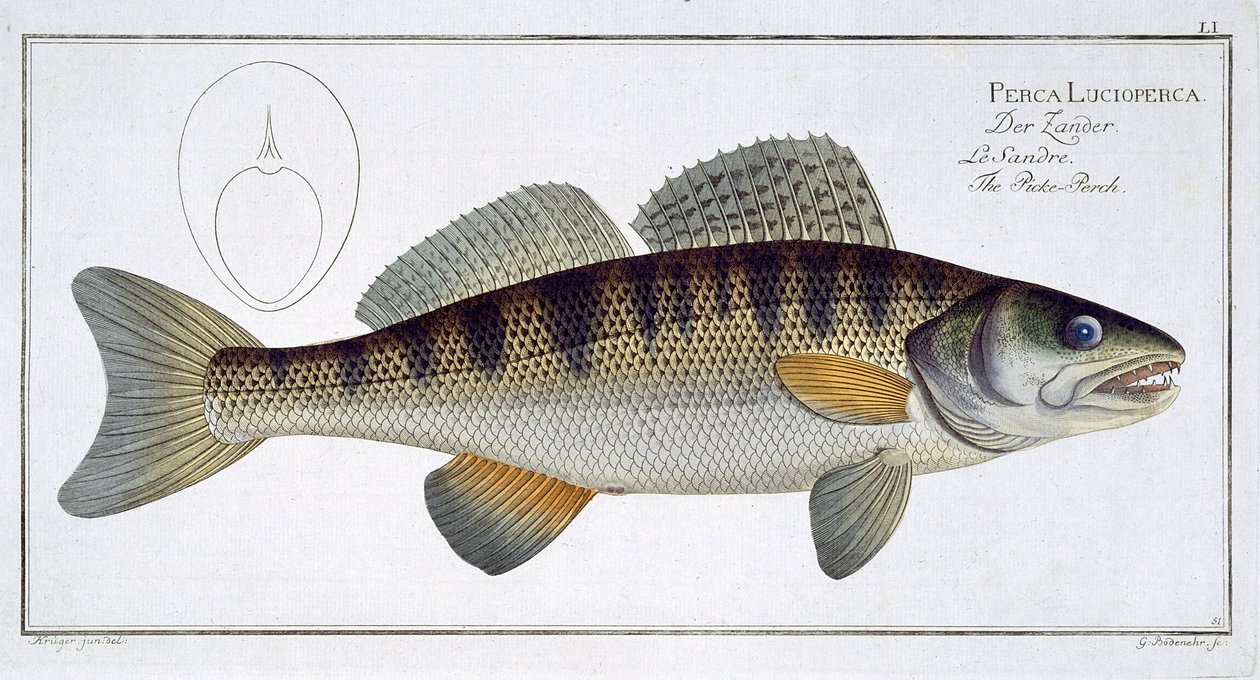 Kuhalevy (Perca lucioperca) LI julkaisusta "Ichthyologie, ou histoire naturelle generale et specifice des poisson", Marcus Elieser Bloch (1723-99), kaiverrus Gabriel Bodenehr (1673-1766), pubi tekijältä Andreas Ludwig Kruger