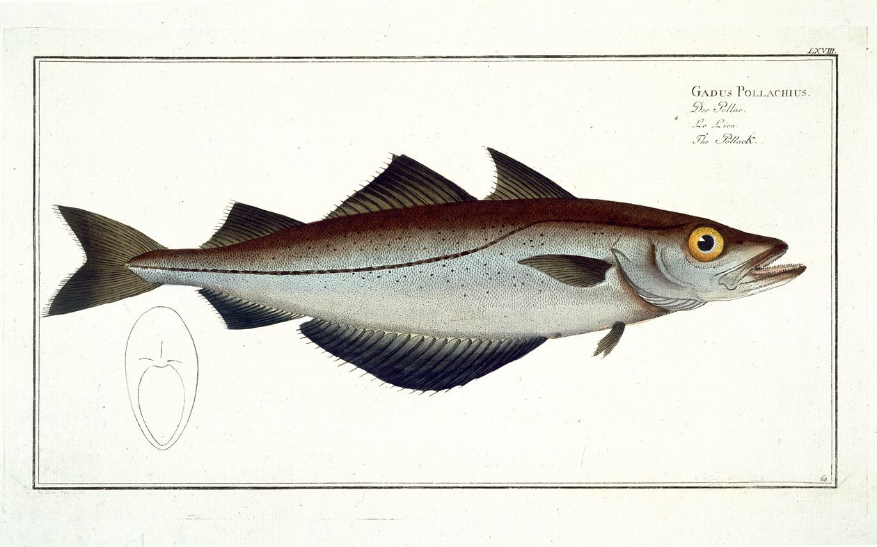 Pollack (Pollachius pollachius) -levy LXVIII julkaisusta "Ichthyologie, ou histoire naturelle generale et specifice des poisson", kirjoittanut Marcus Elieser Bloch (1723-99), kaivertanut Gabriel Bodenehr (1673-1766) tekijältä Andreas Ludwig Kruger