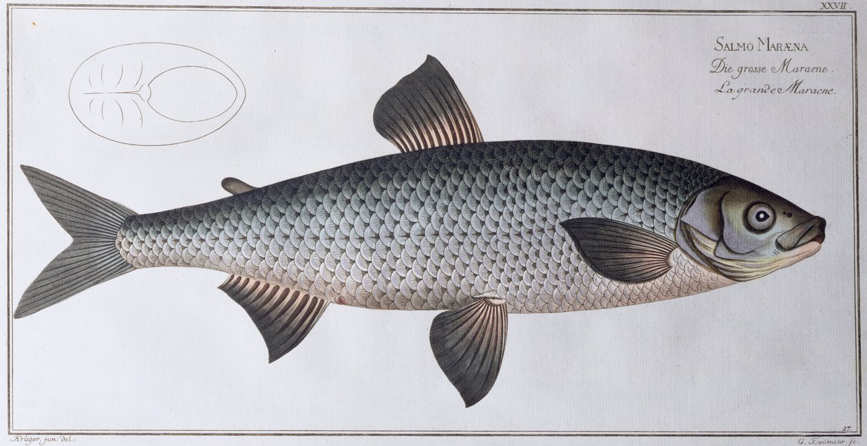 Lohi: Blackin kustantama, noin 1790 (painos). tekijältä Andreas Ludwig Kruger