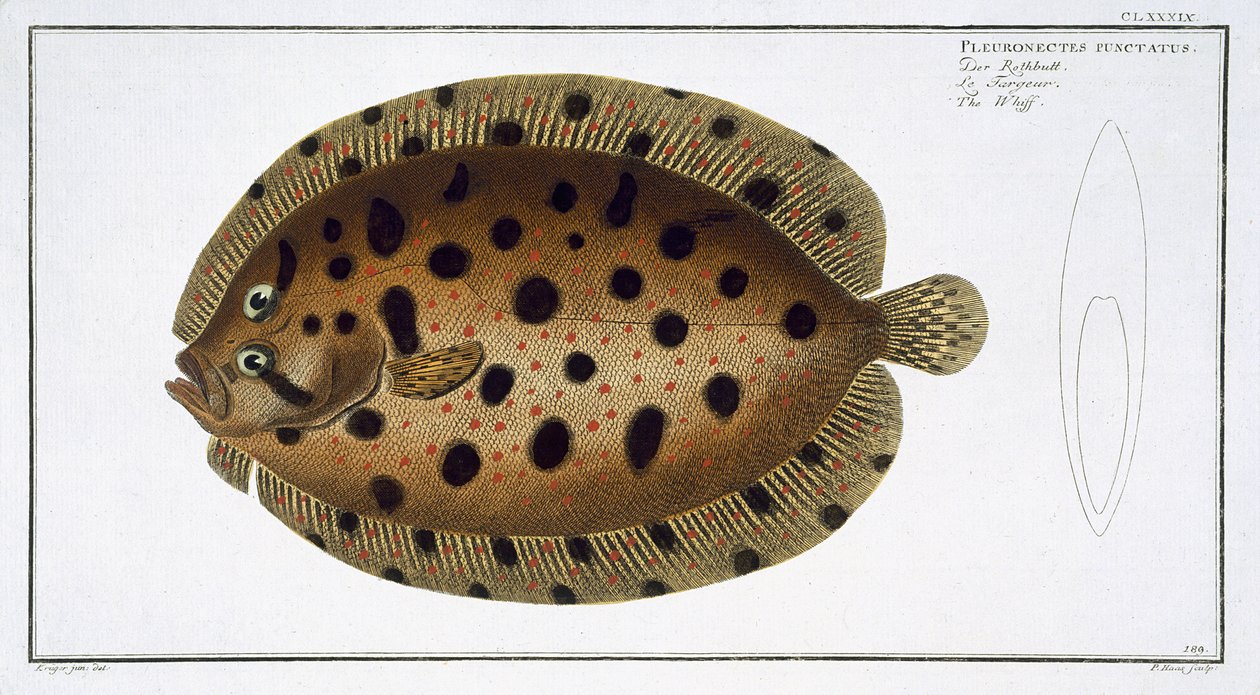 Whiff (Pleuronectus Punctatus) -levy CLXXXIX teoksesta "Ichthyologie, ou histoire naturelle generale et specifice des poisson", Marcus Elieser Bloch (1723-99), kaiverrus Gabriel Bodenehr (1673-) tekijältä Andreas Ludwig Kruger