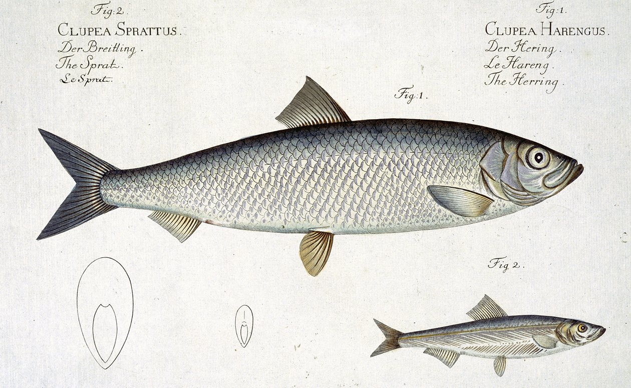 Silli (Clupea Harengus) (kuva 1) ja kilohaili (Clupea Sprattus) levy XXIX julkaisusta "Ichthyologie, ou histoire naturelle generale et particuliere des poissons", Marcus Elieser Bloch (1723-99), kaiverrettu tekijältä Andreas Ludwig Kruger