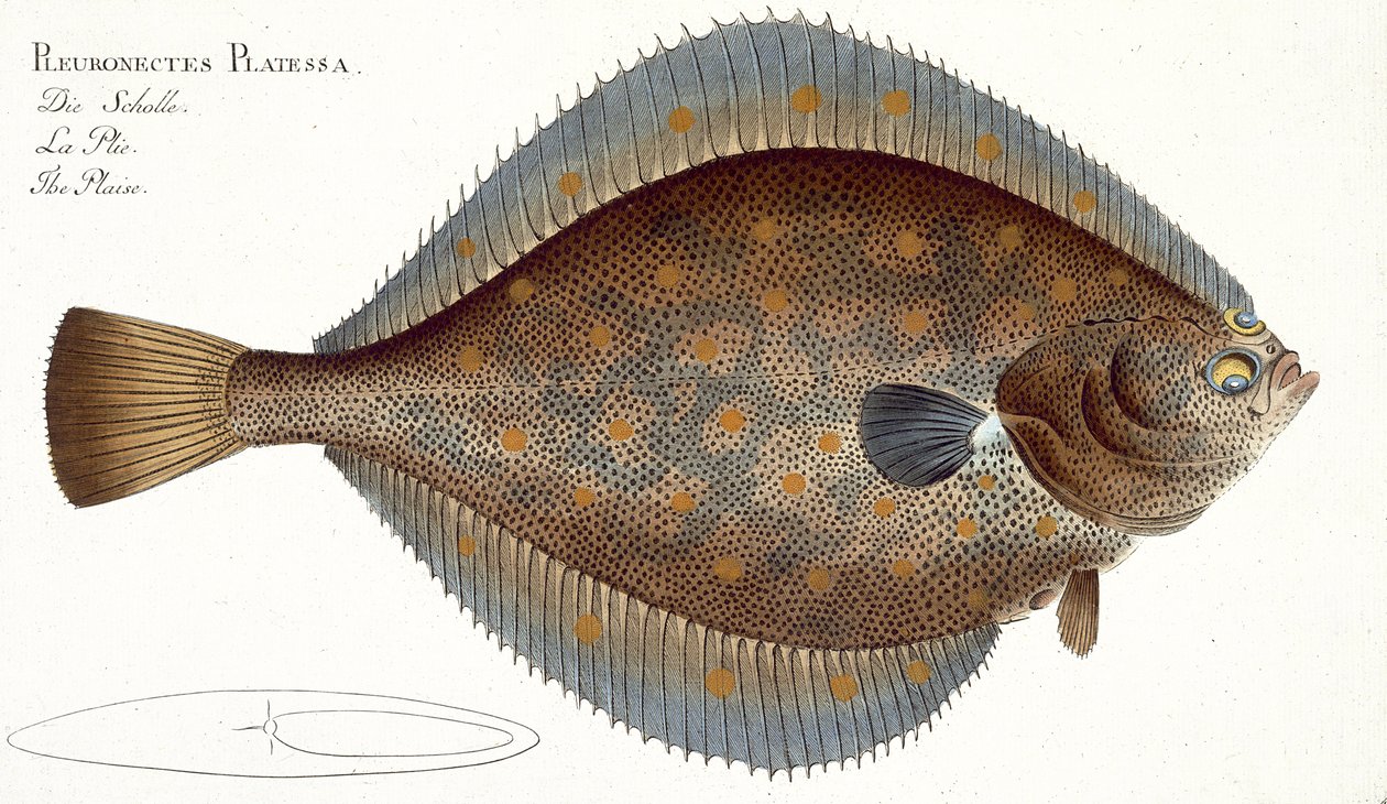 Punakampela (Pleuronectes Platessa) -levy XLII julkaisusta "Ichthyology, or general and special natural history of fish", kirjoittanut Marcus Elieser Bloch (1723-99), julkaistu noin 1785-1799 tekijältä Andreas Ludwig Kruger
