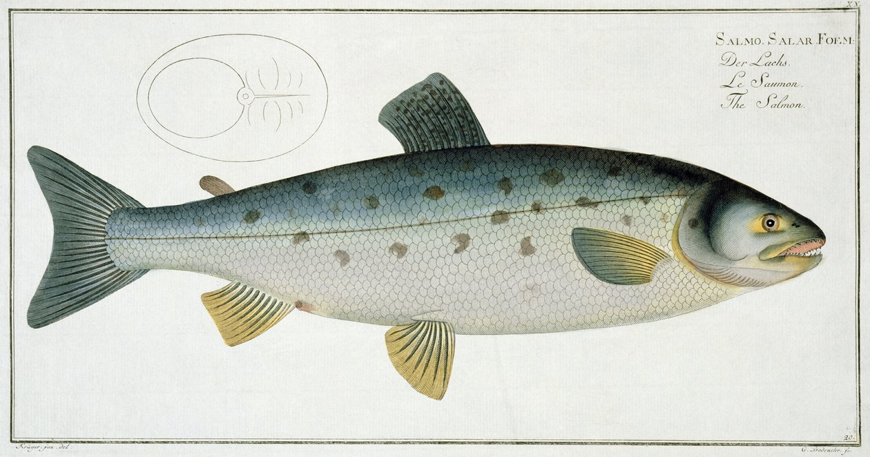 Lohi (Salmo Salar) -levy XX teoksesta "Ichthyologie, ou histoire naturelle generale etspecial des poisson", Marcus Elieser Bloch (1723-99), kaiverrus Gabriel Bodenehr (1673-1766), julkaistu c. tekijältä Andreas Ludwig Kruger