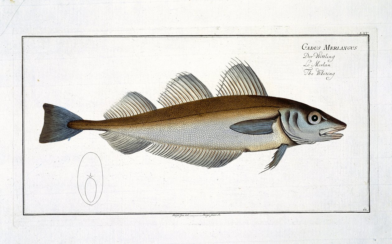 Valkoturskan (Gadus Merlangus) lautanen LXV Marcus Elieser Blochin (1723–1799) julkaisusta Ichthyology tai kalojen yleinen luonnonhistoria, julkaistu noin 1785–1799. tekijältä Andreas Ludwig Kruger