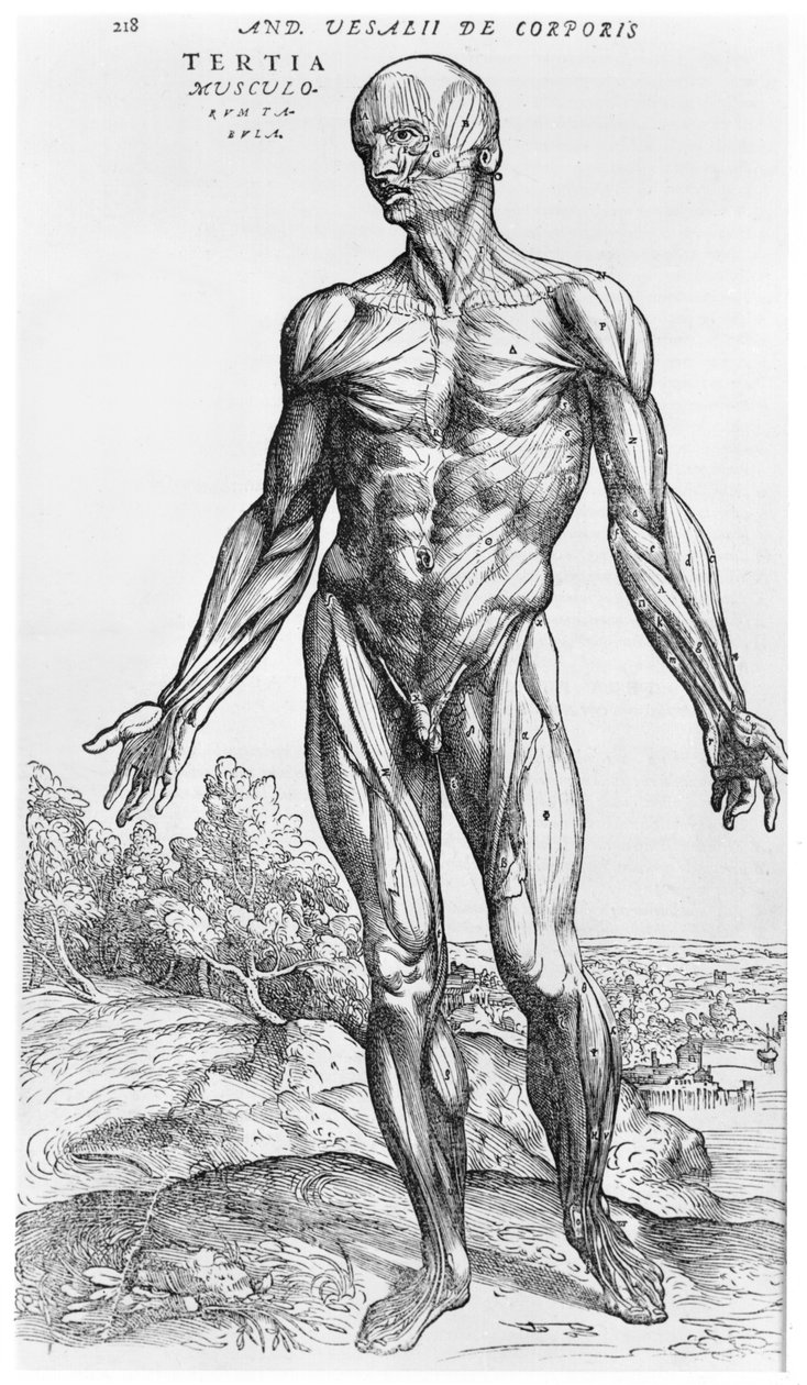 Anatominen tutkimus, kuvitus Andreas Starrin (1514-64) Baselin De Humani Corporis Fabricasta, 1543 tekijältä Andreas Vesalius