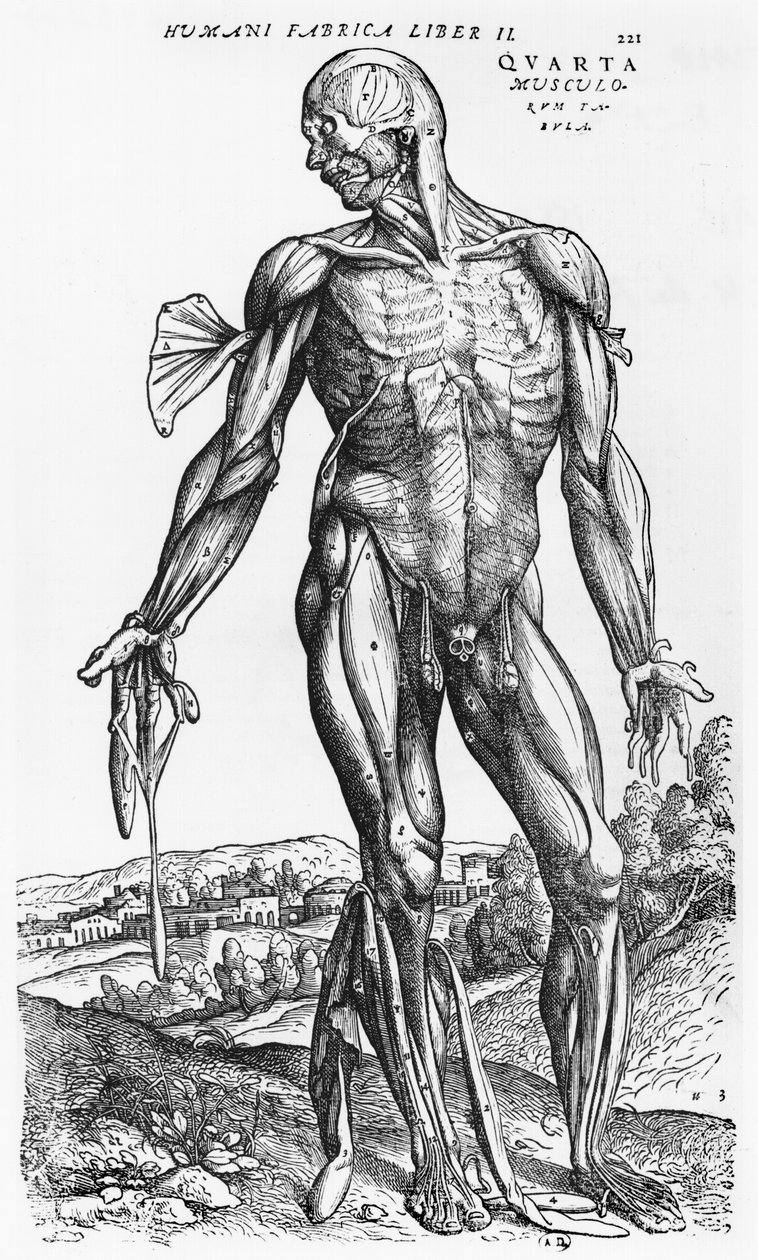 Anatominen tutkimus, kuvitus Andreas Starrin (1514-64) Baselin De Humani Corporis Fabricasta, 1543 tekijältä Andreas Vesalius
