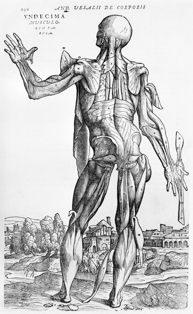 Anatominen tutkimus, kuvitus Andreas Starrin (1514-64) Baselin De Humani Corporis Fabricasta, 1543 tekijältä Andreas Vesalius