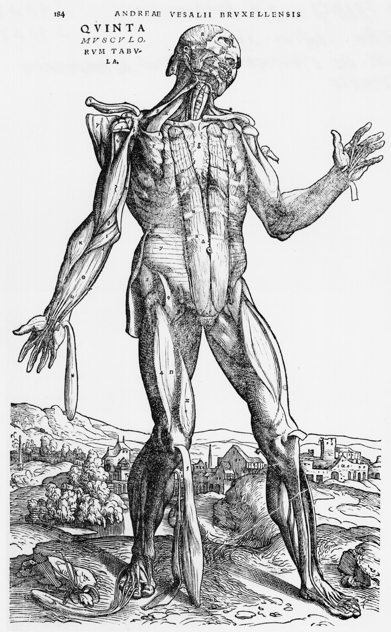 Anatominen tutkimus, kuvitus "De Humani Corporis Fabricasta", Andreas Starr (1514-64) Basel, 1543 tekijältä Andreas Vesalius