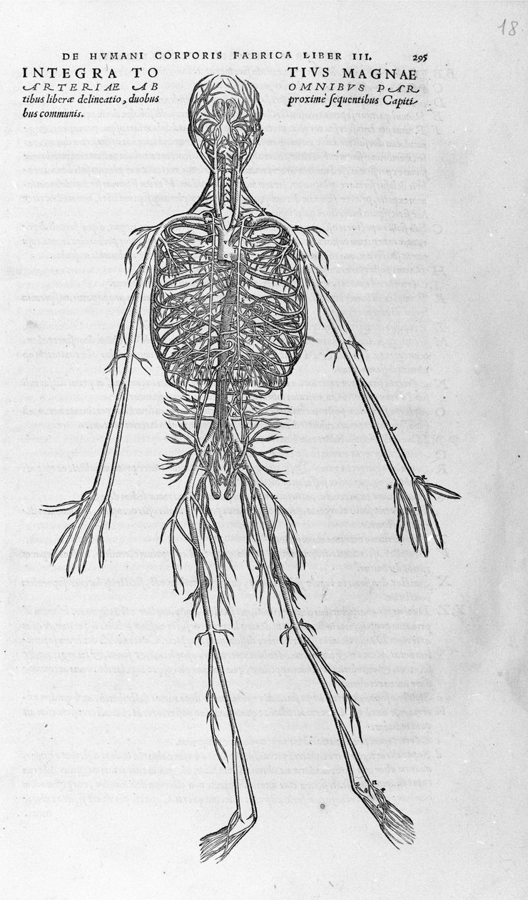 Andrea Vesalius (1514 - 1564), Charles V:n tohtori. "Humani corporis fabrica libri septem", Basel 1543. tekijältä Andreas Vesalius