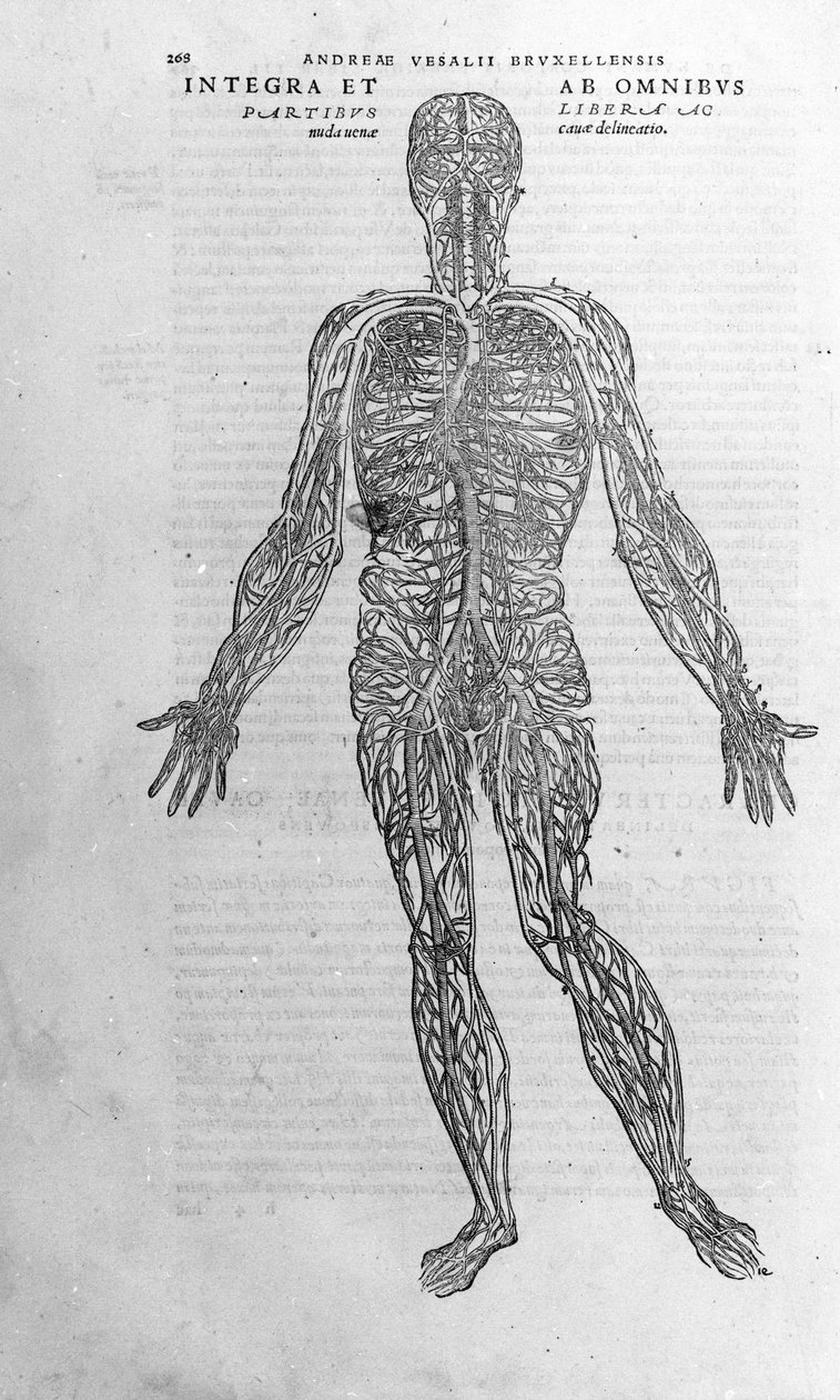 Andrea Vesalio (1514 - 1564), Kaarle V:n lääkäri tekijältä Andreas Vesalius